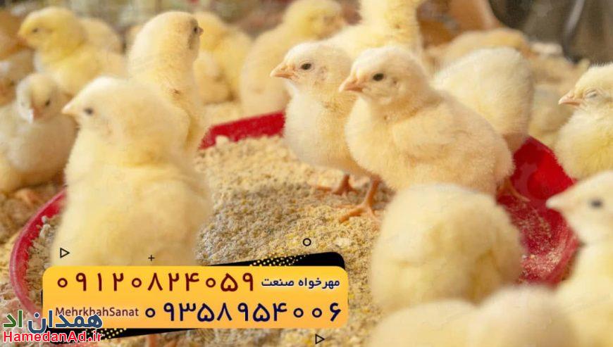 🐣🐣🐣 *جوجه راس ۳۰۸*🐣🐣🐣