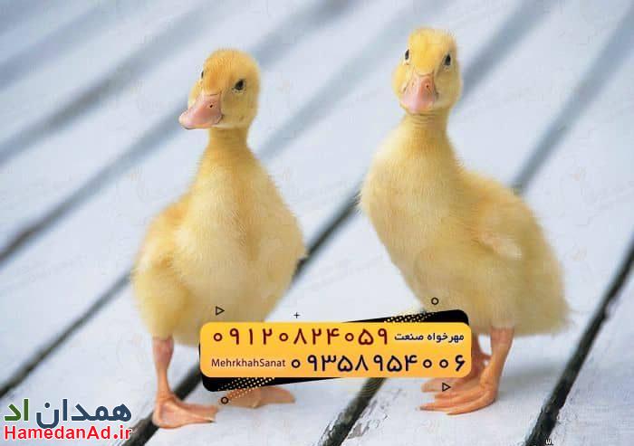 🐣🐣🐣 *جوجه اُردک گوشتی*🐣🐣🐣