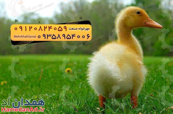 🐣🐣🐣 *جوجه اُردک گوشتی*🐣🐣🐣