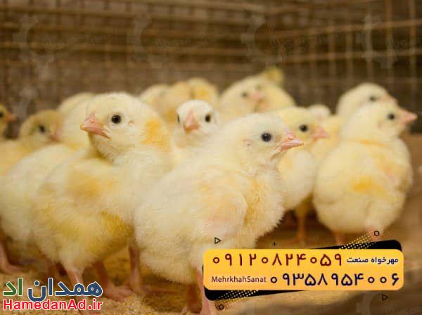 🐣🐣🐣 *جوجه راس ۳۰۸*🐣🐣🐣
