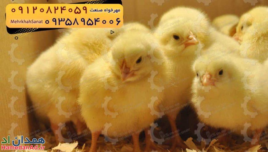 🐣🐣🐣 *جوجه راس ۳۰۸*🐣🐣🐣
