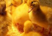 🐣🐣🐣 *جوجه اُردک گوشتی*🐣🐣🐣