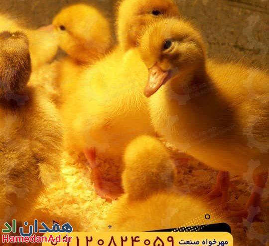 🐣🐣🐣 *جوجه اُردک گوشتی*🐣🐣🐣
