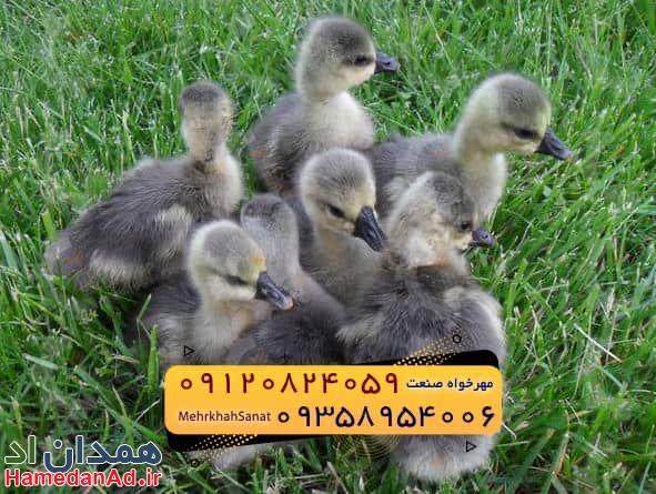 🐣🐣🐣 *جوجه غاز گوشتی*🐣🐣🐣