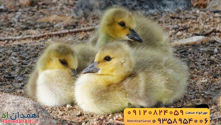 🐣🐣🐣 *جوجه غاز گوشتی*🐣🐣🐣