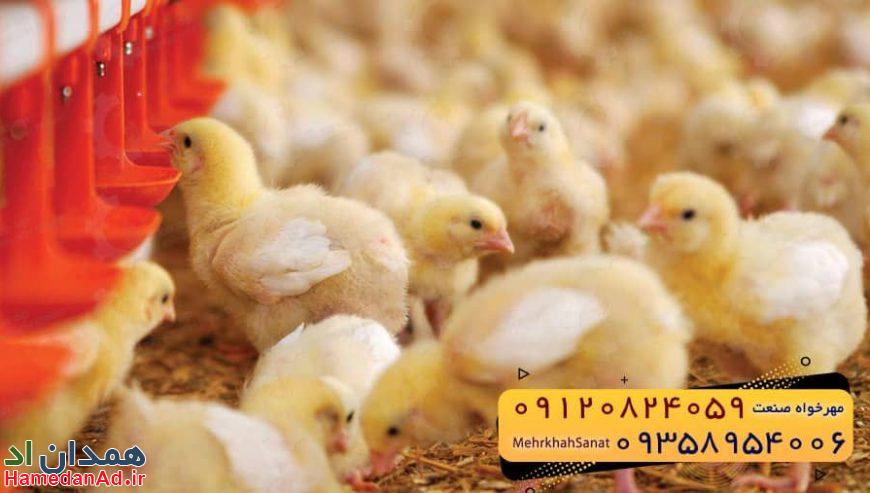 🐣🐣🐣 *جوجه راس ۳۰۸*🐣🐣🐣